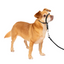 Petsafe Gentle Leader® Headcollar, No-Pull Dog Collar Black Small