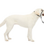 Petsafe Gentle Leader® Headcollar, No-Pull Dog Collar Black Large
