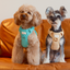 NO PULL ACTIVE  PET HARNESS - MINT GREEN