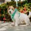 NO PULL ACTIVE  PET HARNESS - MINT GREEN