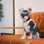 NO PULL ACTIVE  PET HARNESS - APRICOT