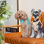 NO PULL ACTIVE  PET HARNESS - APRICOT