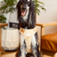NO PULL ACTIVE  PET HARNESS - APRICOT