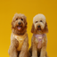 NO PULL ACTIVE  PET HARNESS - APRICOT