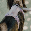 NO PULL ACTIVE  PET HARNESS - MINT PURPLE