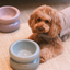 Soufflé Pet Bowl - Frozen Blue