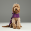 Capsule Raincoat - Purple