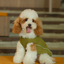 CHILL VEST SHIRT - GREEN