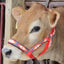 Derby Originals Patterned Double Layer Nylon Figure-8 Cattle Halters - 6 Month Warranty