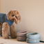 Soufflé Pet Bowl - Frozen Blue