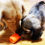 Can Toy Rubber Dog Chew Toy for Average Chewers | Treat Dispenser | USA Made
