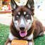 Can Toy Rubber Dog Chew Toy for Average Chewers | Treat Dispenser | USA Made
