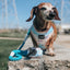 Dog Rope Leash - Seaside