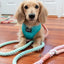 Dog Rope Leash - Sherbet