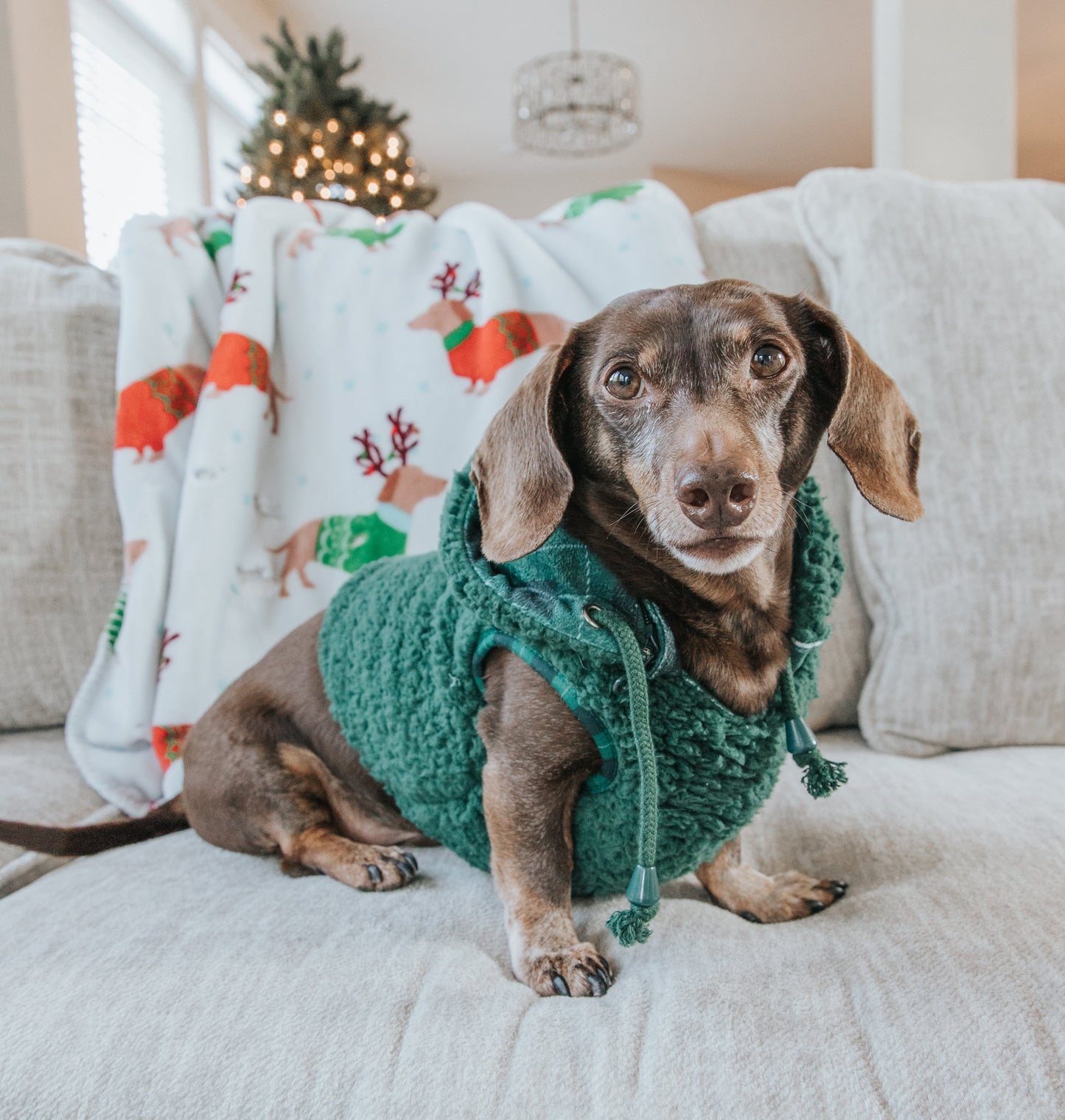 Dog Reversible Sherpa Jacket - Barks of Holly