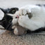 HuggleKats® Wee Fellar Squirrelie Cat Toy