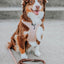Dog Rope Leash - Sicily