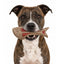 Dog Fish Nylon Dog Chew & Enrichment Toy | Ultra-Durable for Aggressive Chewers | SodaPup