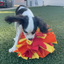 Chelsy’s Toys Snuffle Ball – Interactive Dog Enrichment, Treat & Training Toy