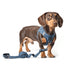 SoHo Dog Harness - Denim