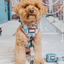 Dog Adjustable Harness - Marvel’s Spider-Man