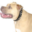 Derby Dog Designer Series USA Leather Spikes and Diamond Padded Dog Collar with Stainless Steel Rolled Buckle for Comfort