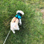 SpikeHarness