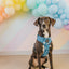 Dog Adjustable Harness - Santorini