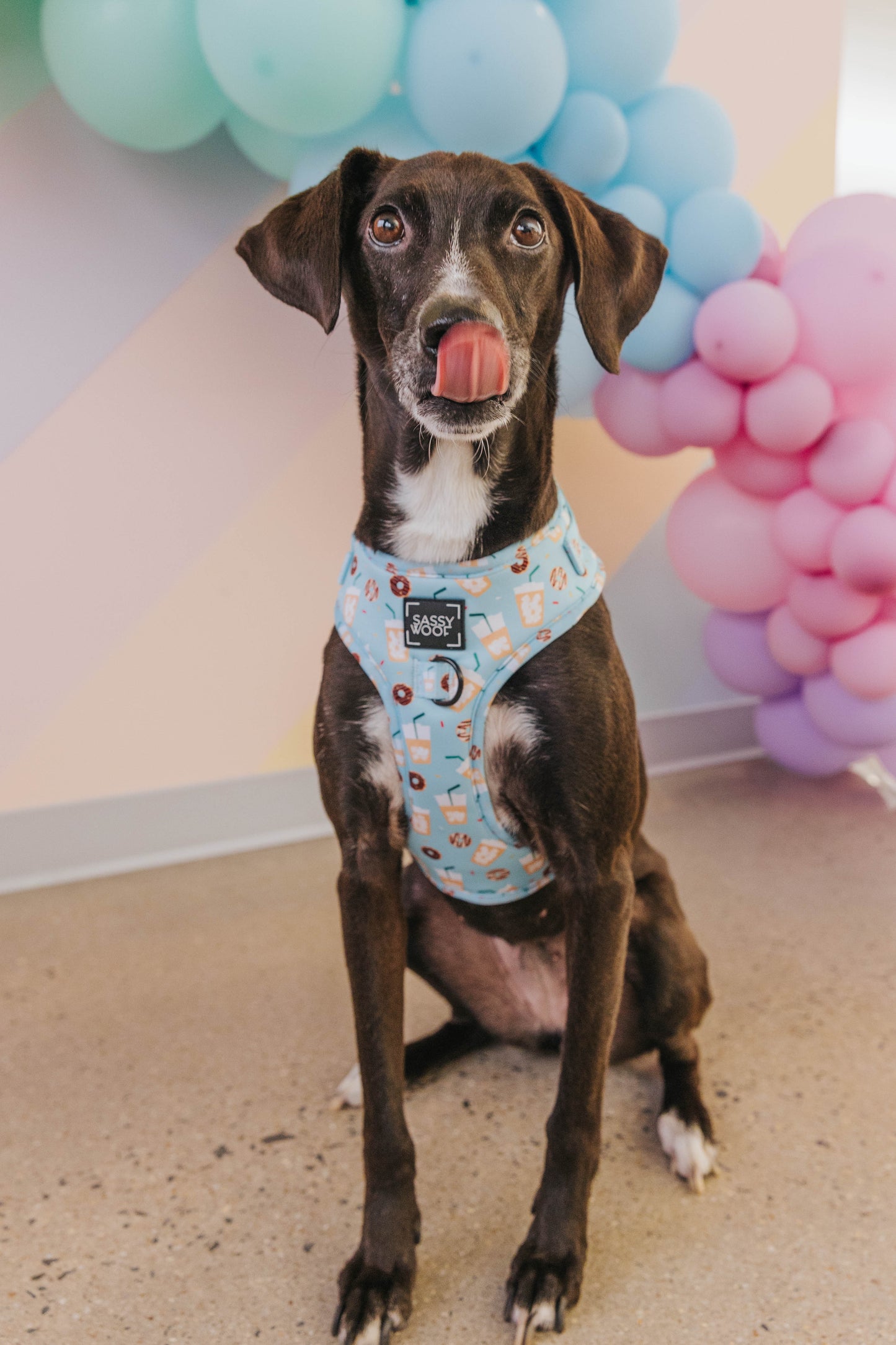 Dog Adjustable Harness - Sweets & Pawfee