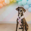 Dog Adjustable Harness - Sakura