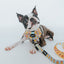 Dog Adjustable Harness - Good Duck, Babe!