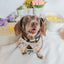 Dog Collar - Good Duck, Babe!