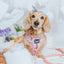 Dog Adjustable Harness - Out of Office
