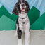 Dog Adjustable Harness - Shrooms & Blooms