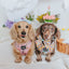 Dog Adjustable Harness - Good Duck, Babe!