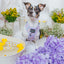 Dog Adjustable Harness - Fleur de Sass