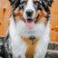 Dog Adjustable Harness - Sunflower Fields