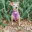 Dog Collar - Neon Purple