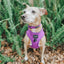 Dog Adjustable Harness - Neon Purple