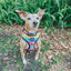 Dog Collar - Love You Fur You