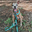 Dog Collar - Scooby-Doo™