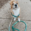 Dog Rope Leash - Dandy
