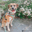 Dog Adjustable Harness - Scooby-Doo™