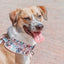 Dog Adjustable Harness - Mixed With Love
