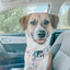 Dog Collar - Mixed With Love