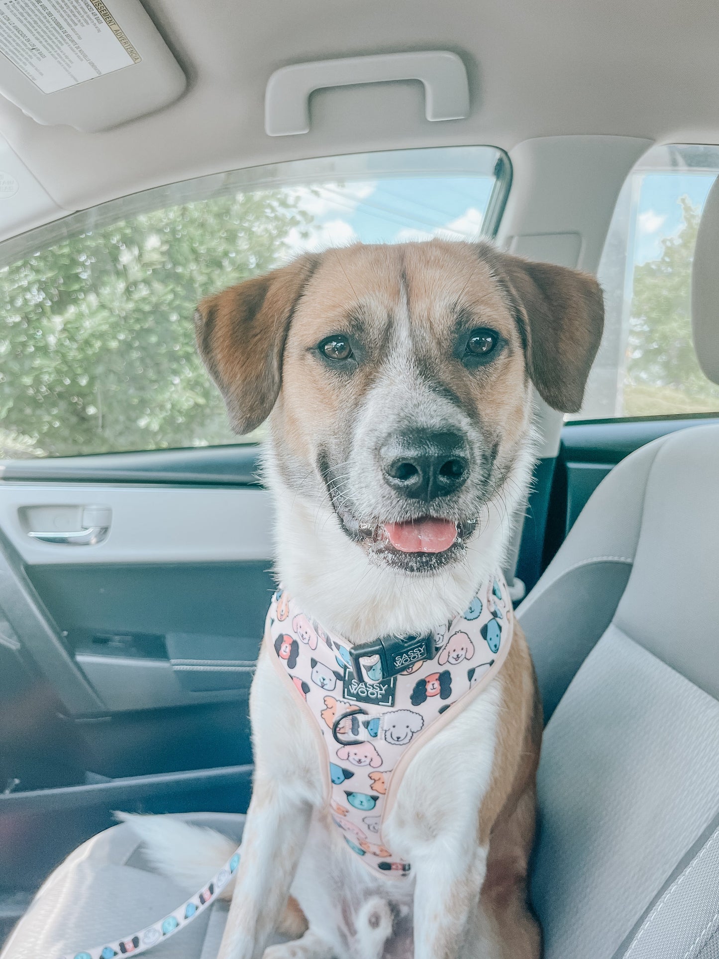 Dog Collar - Mixed With Love
