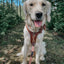 Dog Adjustable Harness - Teddy