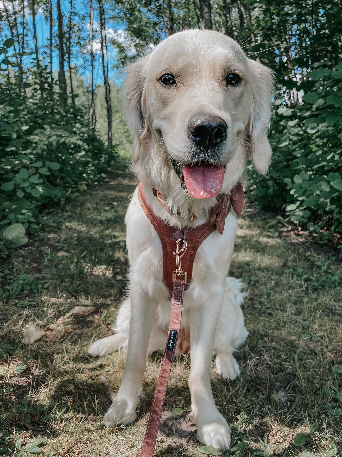 Dog Adjustable Harness - Teddy