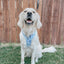 Dog Adjustable Harness - Berry Sassy
