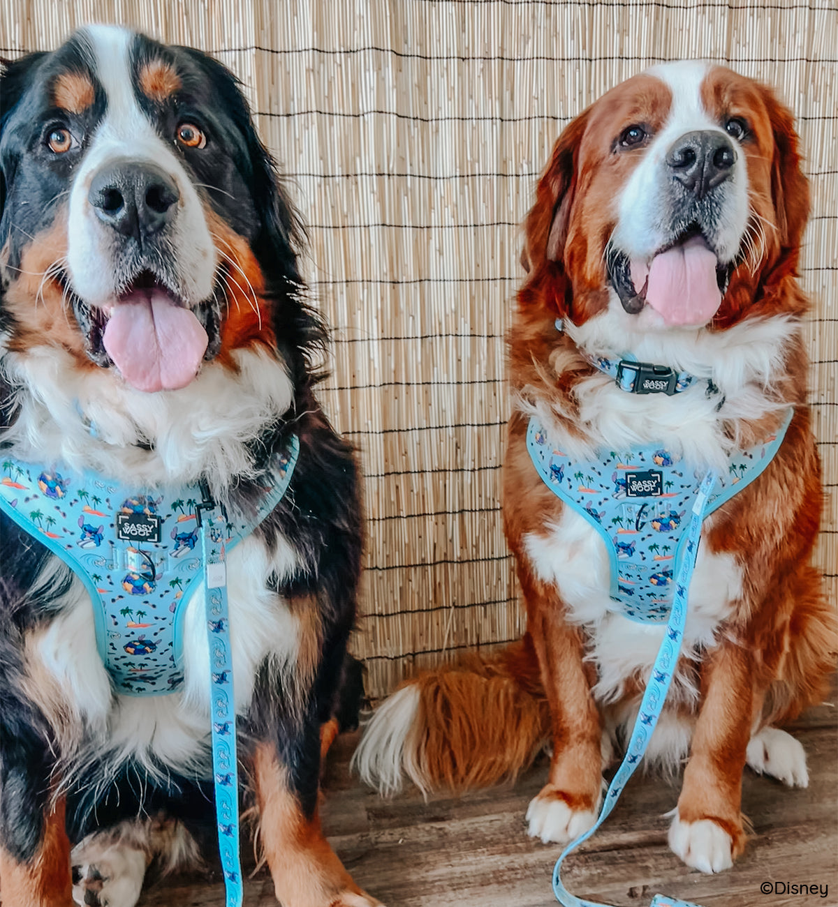 Dog Adjustable Harness - Disney's Stitch